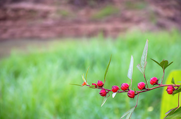 Red flowers or Hibiscus sabdariffa background blurred leaves