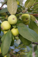 Branch of green apples on a tree in a garden.
