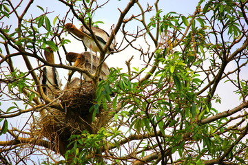 the adjutant family in nest on top tree with blue sky bakground