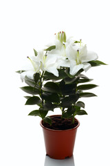 White lily flowers in the pot isolated on  white background. White lily (Lilium candidum) associated in Christianity with Madonna (Madonna lily)