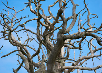 Close up detailed tree with many gnarly branches and no leaves, blue sky