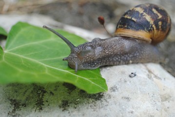 Escargot