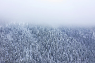Aerial view on the coniferous forest in the mountains in winter