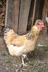 brown hen walking in the hen house