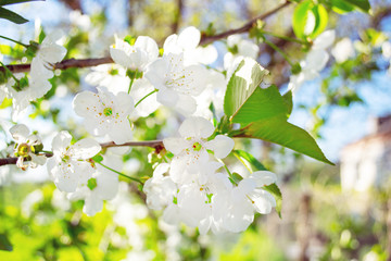 Beautiful Spring Cherry tree flowers blossom.