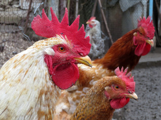 Chickens on the farm. Roosters and hens in the chicken coop, rural scene