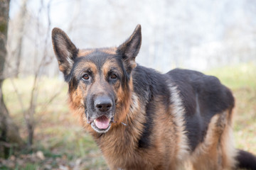 Dog German Shepherd outdoors in an autumn