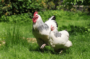 White Chickens running on meadow  in free range