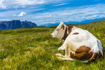 Fototapeta na wymiar Alpe di Siusi, Seiser Alm with Sassolungo Langkofel Dolomite, a brown and white cow standing on top of a lush green field