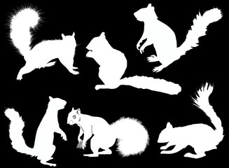six white squirrels isolated on black background