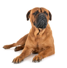 bullmastiff in studio