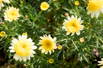 (自然ｰ花)黄色のマーガレット４