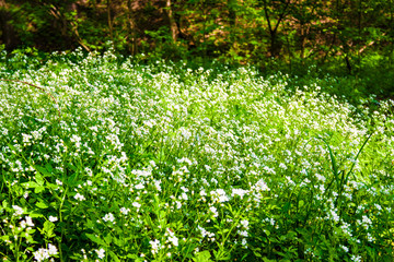 Flowering large bitter-cress (Cardamine amara)