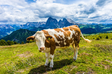 Fototapeta na wymiar Alpe di Siusi, Seiser Alm with Sassolungo Langkofel Dolomite, a cow standing in a field with a mountain in the background