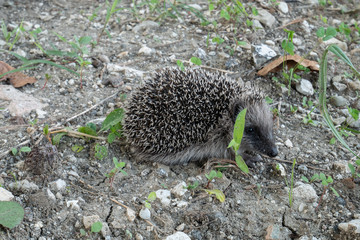 The European hedgehog (Erinaceus europaeus), is a mammal of the family Erinaceidae