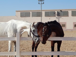 Flea-bitten gray and dark bay horses on the outdoor arena