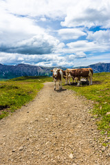 Alpe di Siusi, Seiser Alm with Sassolungo Langkofel Dolomite, a herd of cattle standing on top of a dirt field