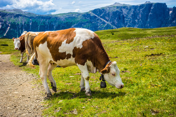 Fototapeta na wymiar Alpe di Siusi, Seiser Alm with Sassolungo Langkofel Dolomite, a brown and white cow standing on top of a grass covered field