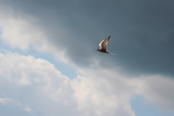 Fototapeta premium hungry tern in flight with spread wings against the cloudy sky before a thunderstorm. concept of peace and serenity.