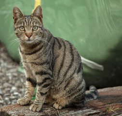cat