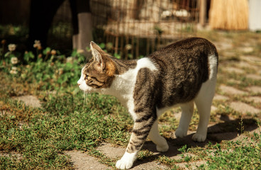 cat in garden