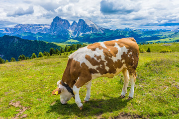 Fototapeta na wymiar Alpe di Siusi, Seiser Alm with Sassolungo Langkofel Dolomite, a cow standing in a field with a mountain in the background