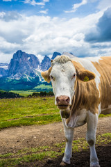 Fototapeta na wymiar Alpe di Siusi, Seiser Alm with Sassolungo Langkofel Dolomite, a brown and white cow standing on top of a dirt field