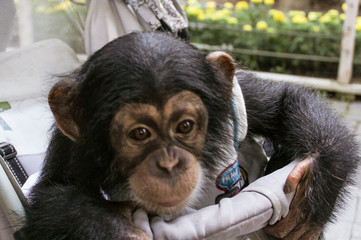 Little monkey chimp in a stroller.