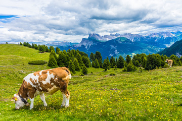 Fototapeta na wymiar Alpe di Siusi, Seiser Alm with Sassolungo Langkofel Dolomite, a cow grazing on a lush green field