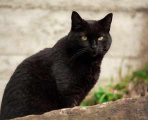 black cat