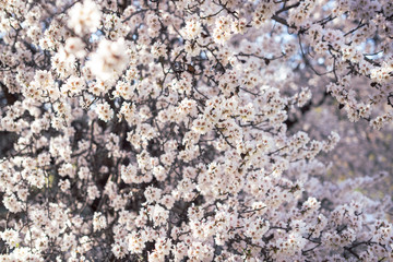 Almond tree in bloom full of flowers. Beautiful flower background