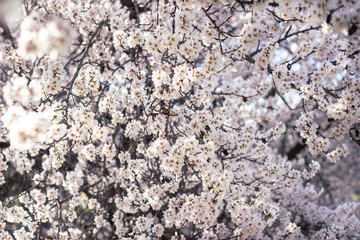 Almond tree in bloom full of flowers. Beautiful flower background