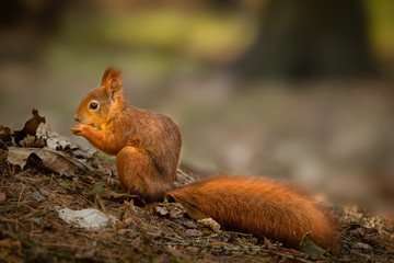 Lovely squirrel in warm autumn morning light. Cute and quick animal, very funny and curious. Forest wildlife shot.