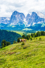Fototapeta na wymiar Alpe di Siusi, Seiser Alm with Sassolungo Langkofel Dolomite, a herd of cattle grazing on a lush green hillside