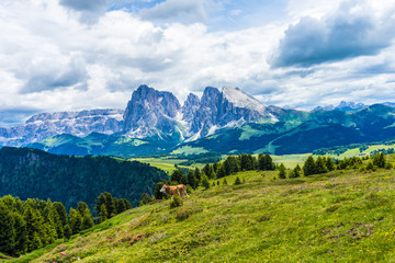 Fototapeta na wymiar Alpe di Siusi, Seiser Alm with Sassolungo Langkofel Dolomite, a group of cattle grazing on a lush green hillside