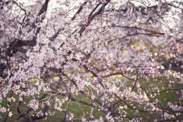 Almond tree in full bloom on blue sky in the spring. Beautiful sunset background