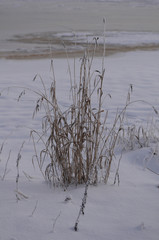 Fototapeta na wymiar frozen grass