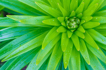 Close-up textured light green plant with sharp leaves like triangles and drops of morning dew from the top view is suitable for the background. texture and soft focus