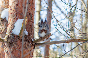 Hungry and funny one wild squirrel sitting on a tree in the spring forest