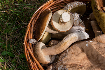 Porcini mushrooms (Boletus edulis, cep, penny bun, porcino or king bolete) in the wicker basket on natural background..