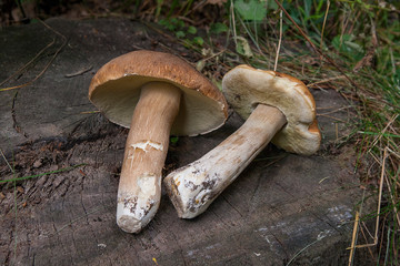 Several porcini mushrooms (Boletus edulis, cep, penny bun, porcino or king bolete) on wooden...