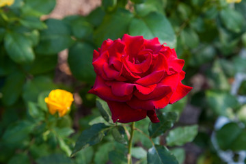 Beautiful red rose growing in the garden.