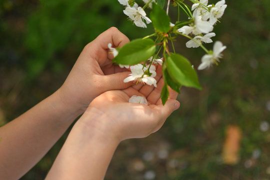 children's hands keep cherry flowers