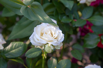 Beautiful white rose bush growing in the garden.