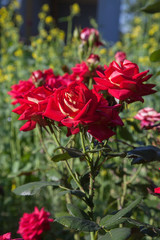 Beautiful red rose bush growing in the garden.