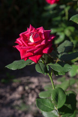 Beautiful red rose growing in the garden.