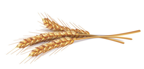 Ears of wheat in vector 3D realistic illustration. Ripe grain clipart for packaging design: bread, beer, kvass, pastries.