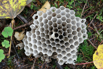 Hexagonal structure of wasp nest