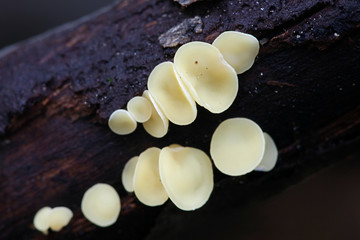Sac fungi or ascomycetes, Helotiales of the genus Hymenoscyphus