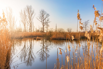 Brenner Moor